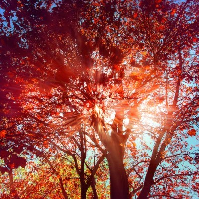 Screaming Tree