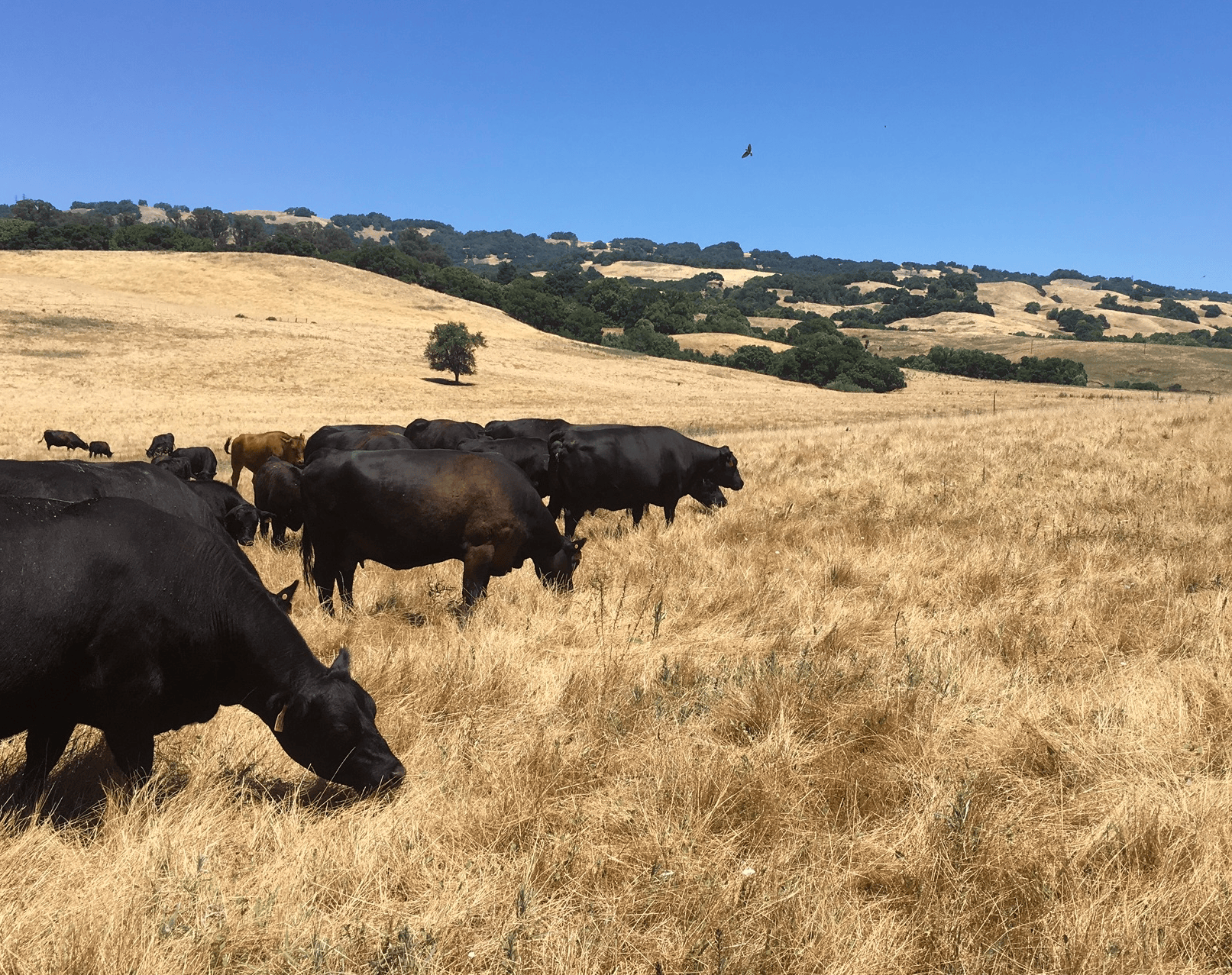 Rangeland | LandSmart