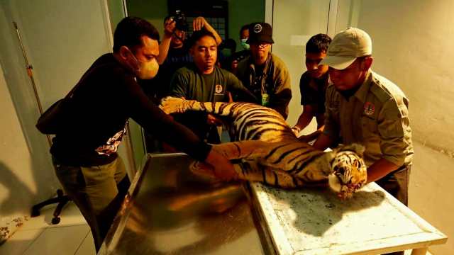 Kepala BKSDA Sumatra Barat (Sumbar) Ardi Andono menyebut kematian harimau sumatra dampak dari jerat babi baru pertama kali ini terjadi.