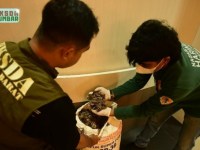 Tim gabungan BKSDA Sumatra Barat dan Ditreskrimsus Polda Sumbar berhasil mengungkap kasus perdagangan puluhan kilogram sisik trenggiling