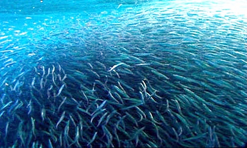 Gratis Unduh Gambar Pancing Ikan Dilaut Images Stock Photos Vectors Shutterstock Terupdate by www.lampunghits.com