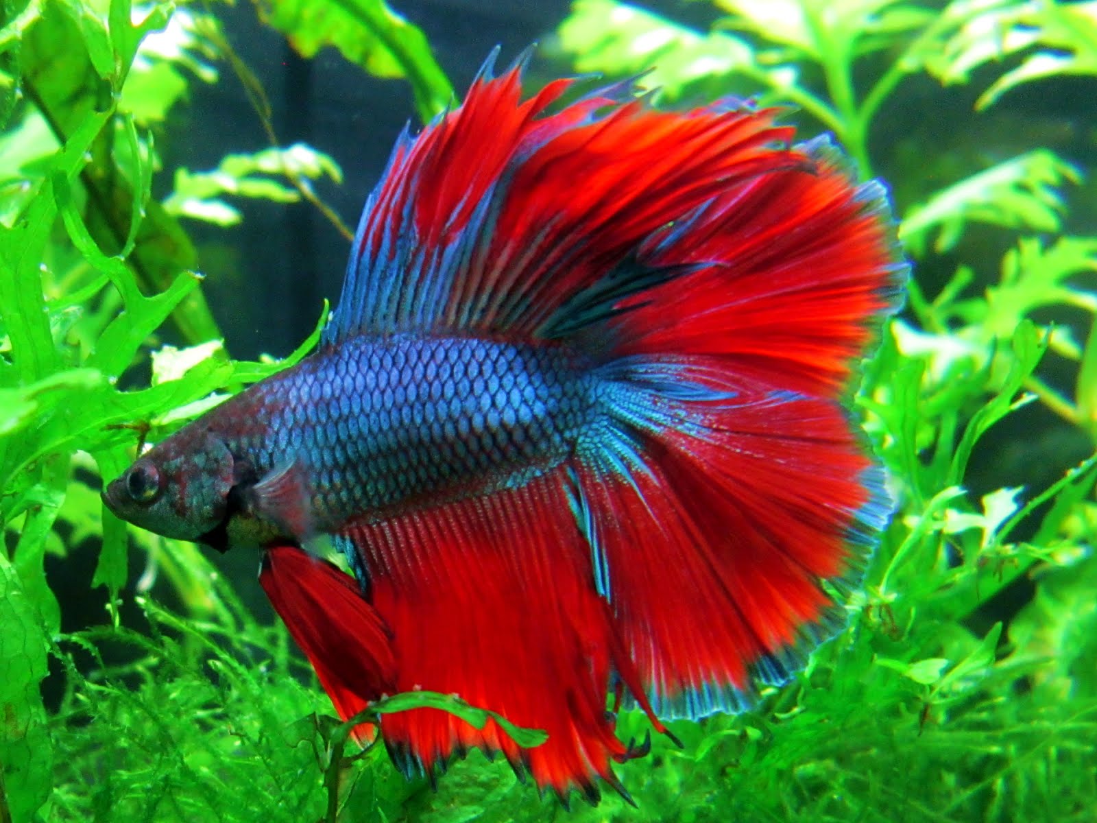 Ikan Cupang Ikan Cupang Hias Ikan Cupang Aduan Ikan Cupang