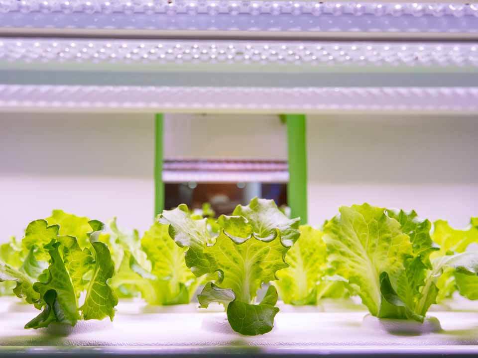 Lettuce growing under LED grow lights