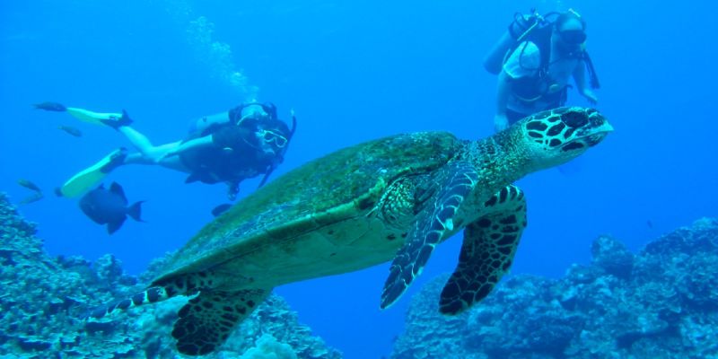 Lani Field Web Dev - Download Ultra HD Colorful Background | Ultra HD