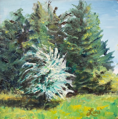 White Hawthorn