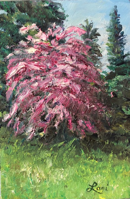 Summer Hawthorn
