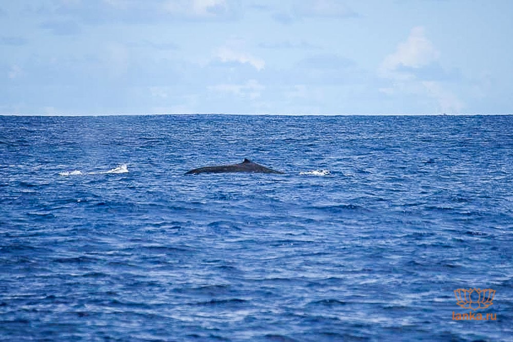 09/03/2021 · итого тайминг экскурсии в поисках китов в доминикане. Nablyudenie Za Kitami V Shri Lanke Shri Lanka Lanka Ru