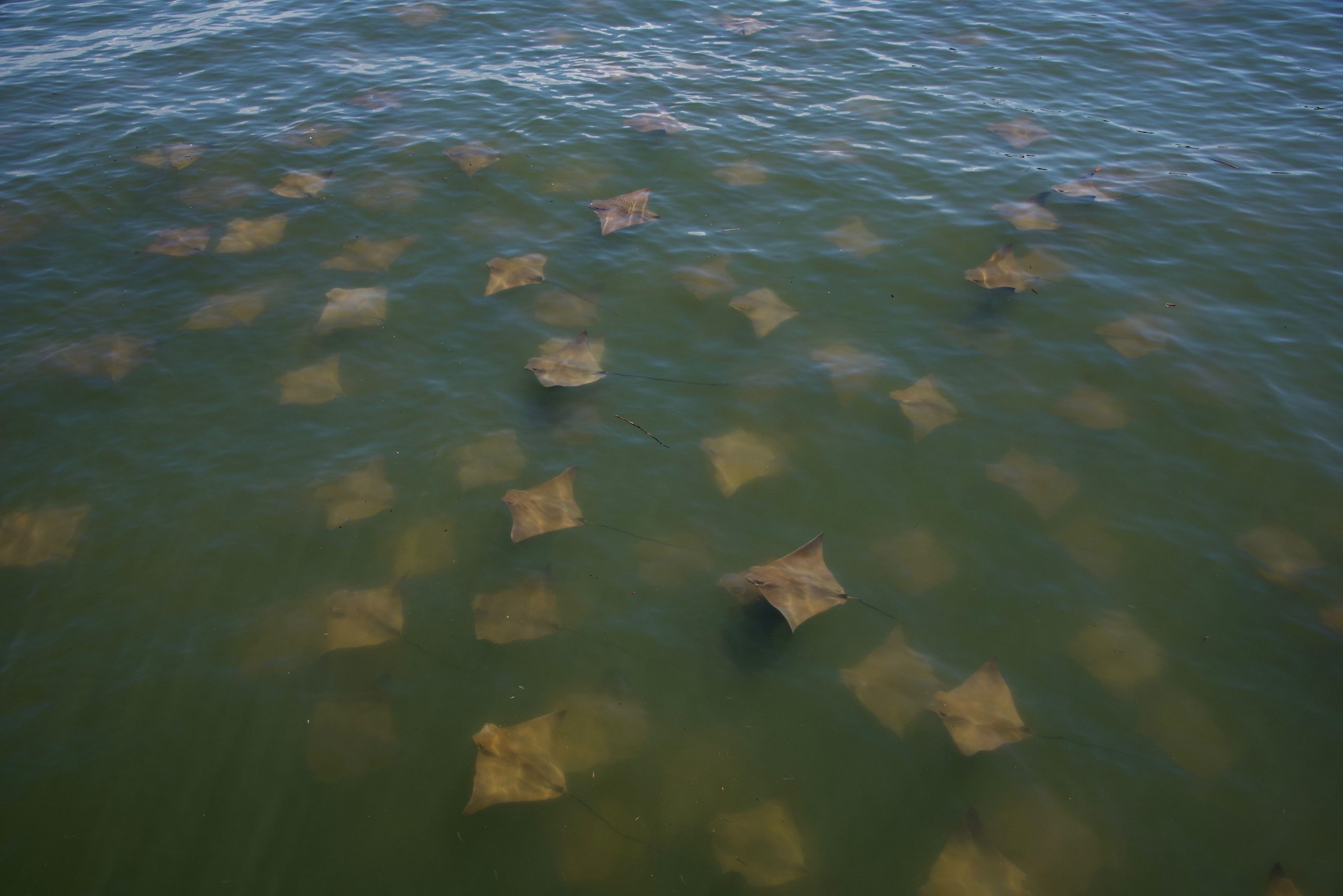 Grupo de mantarrayas visita los mares de Carolina del Sur