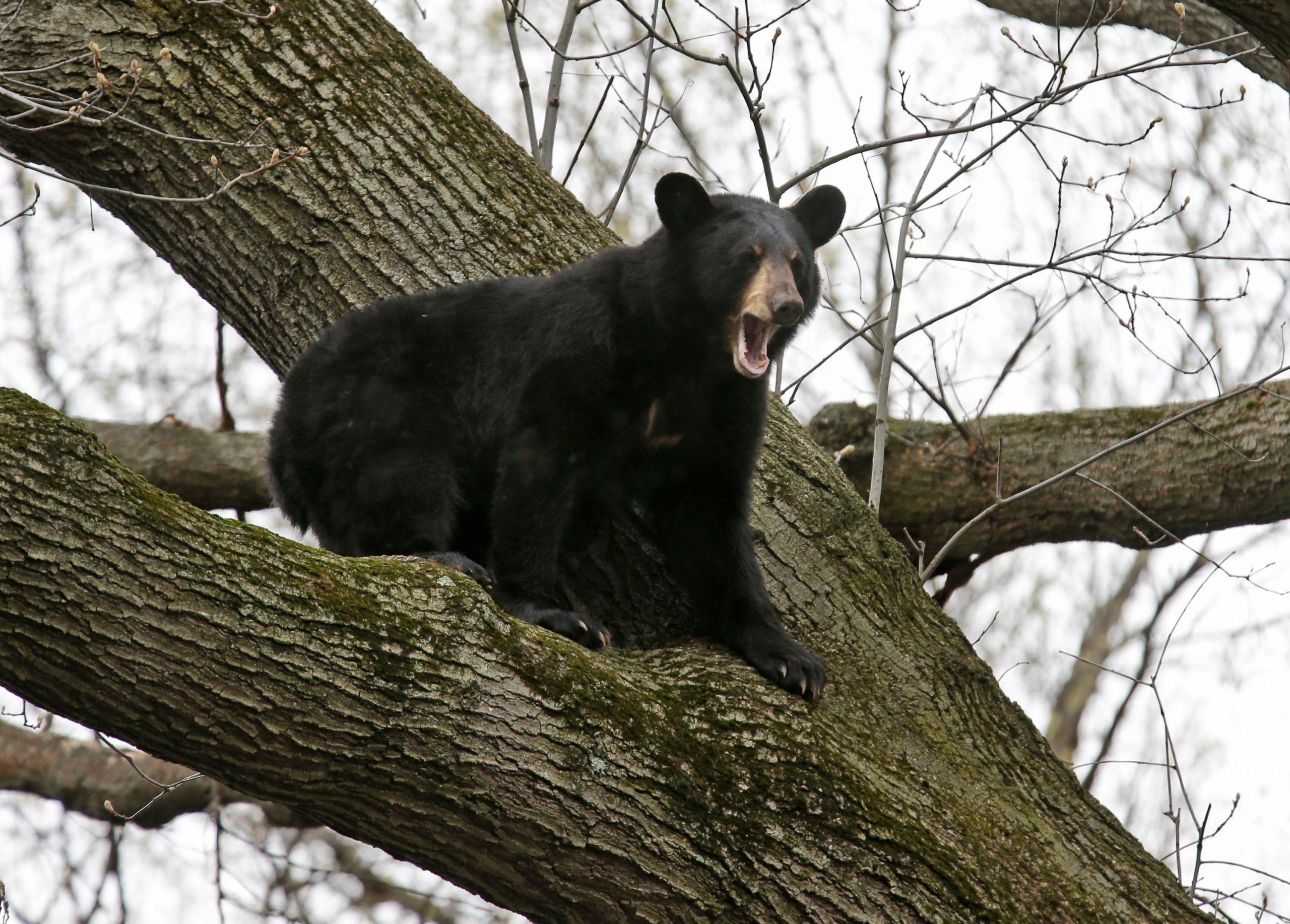 oso negro