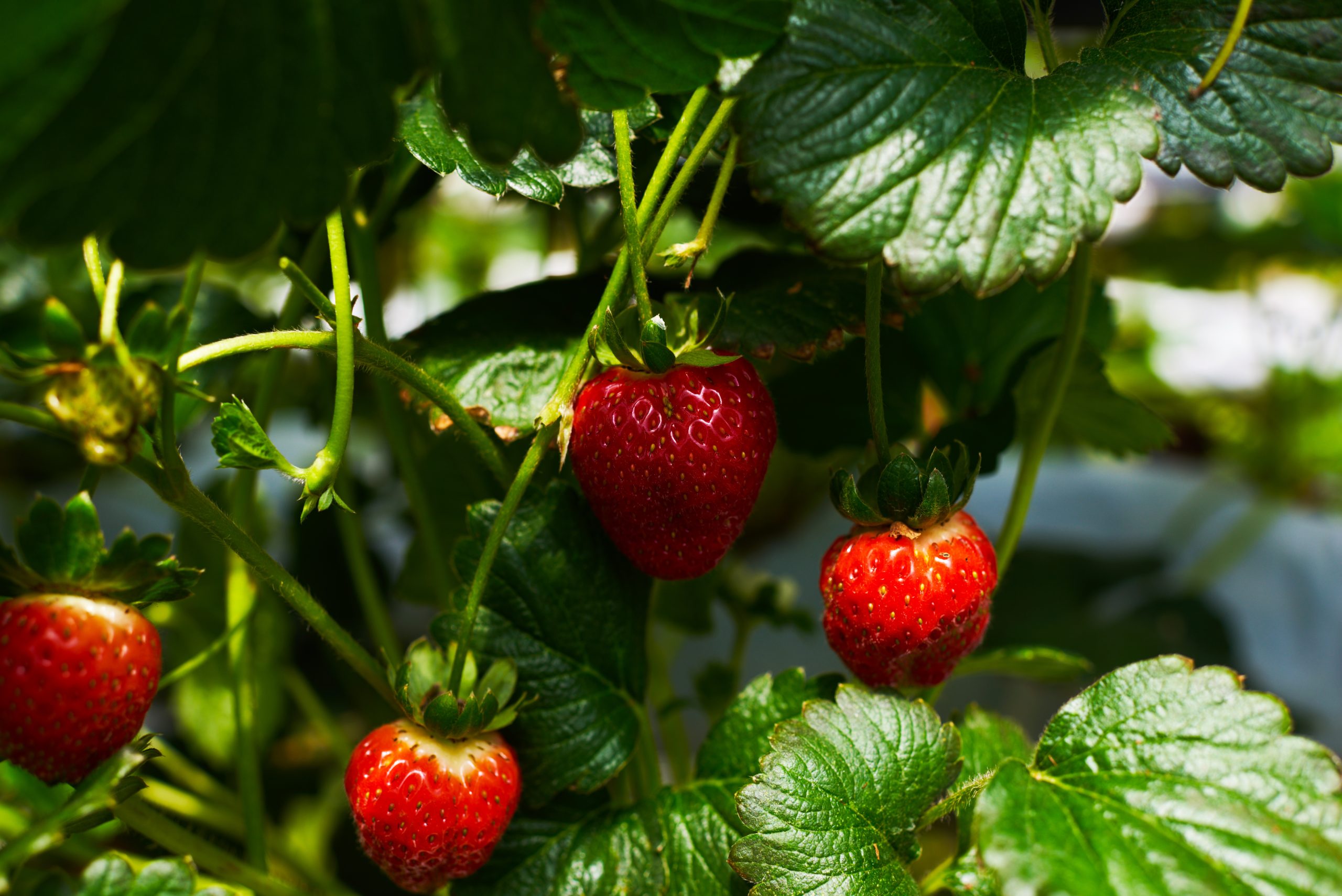 granja de fresas