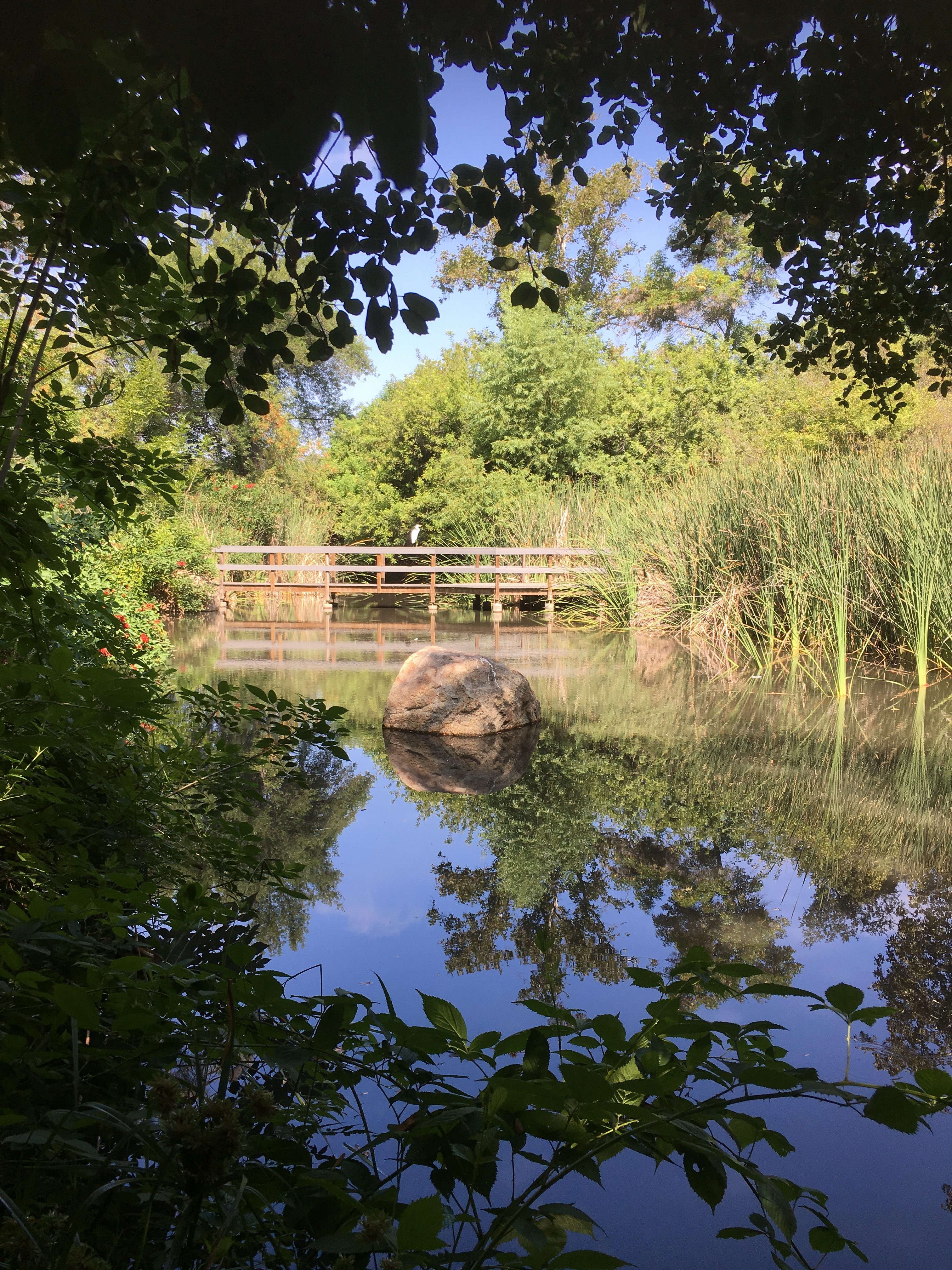 Forest Bathing Image
