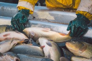 Fish Farm