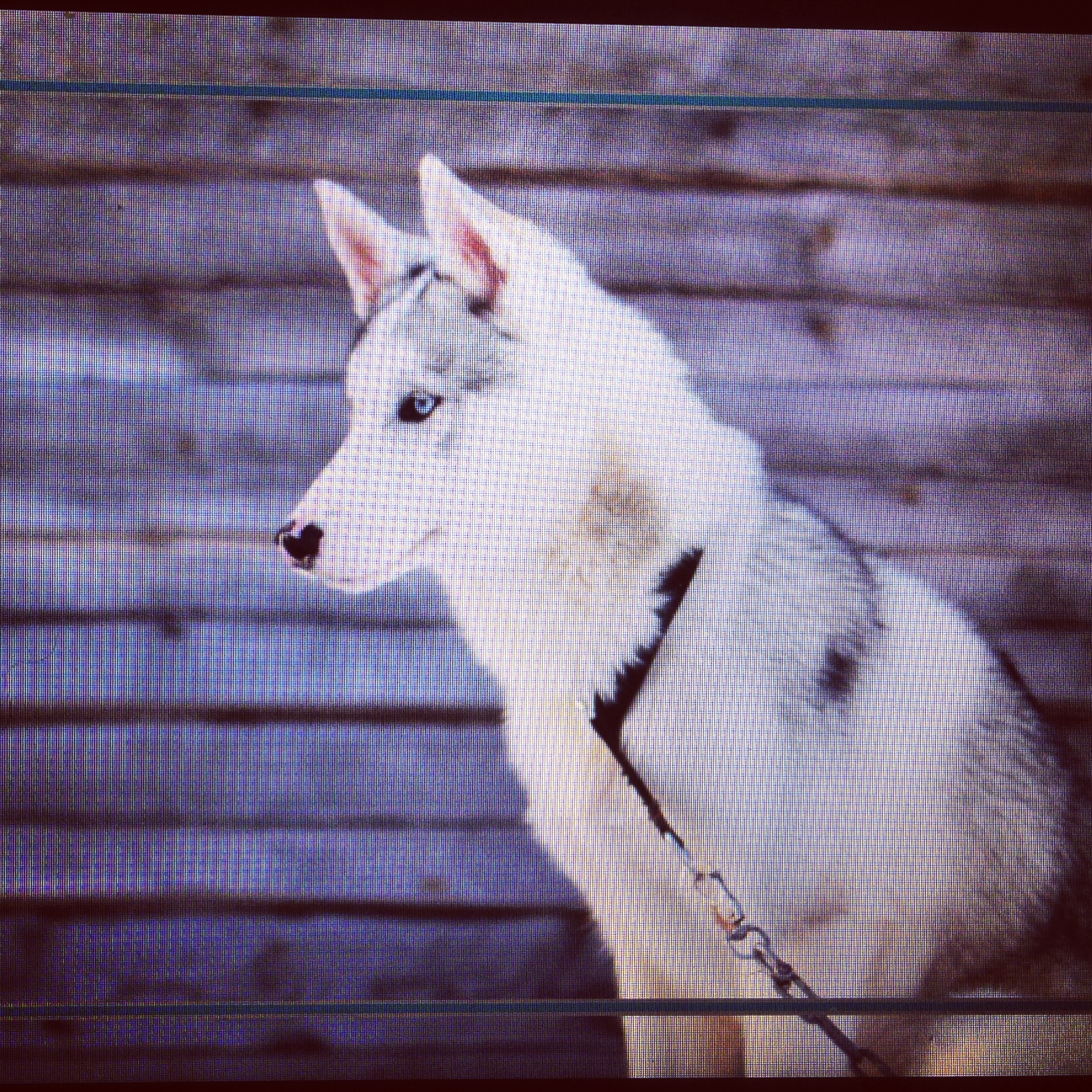 at the husky farm