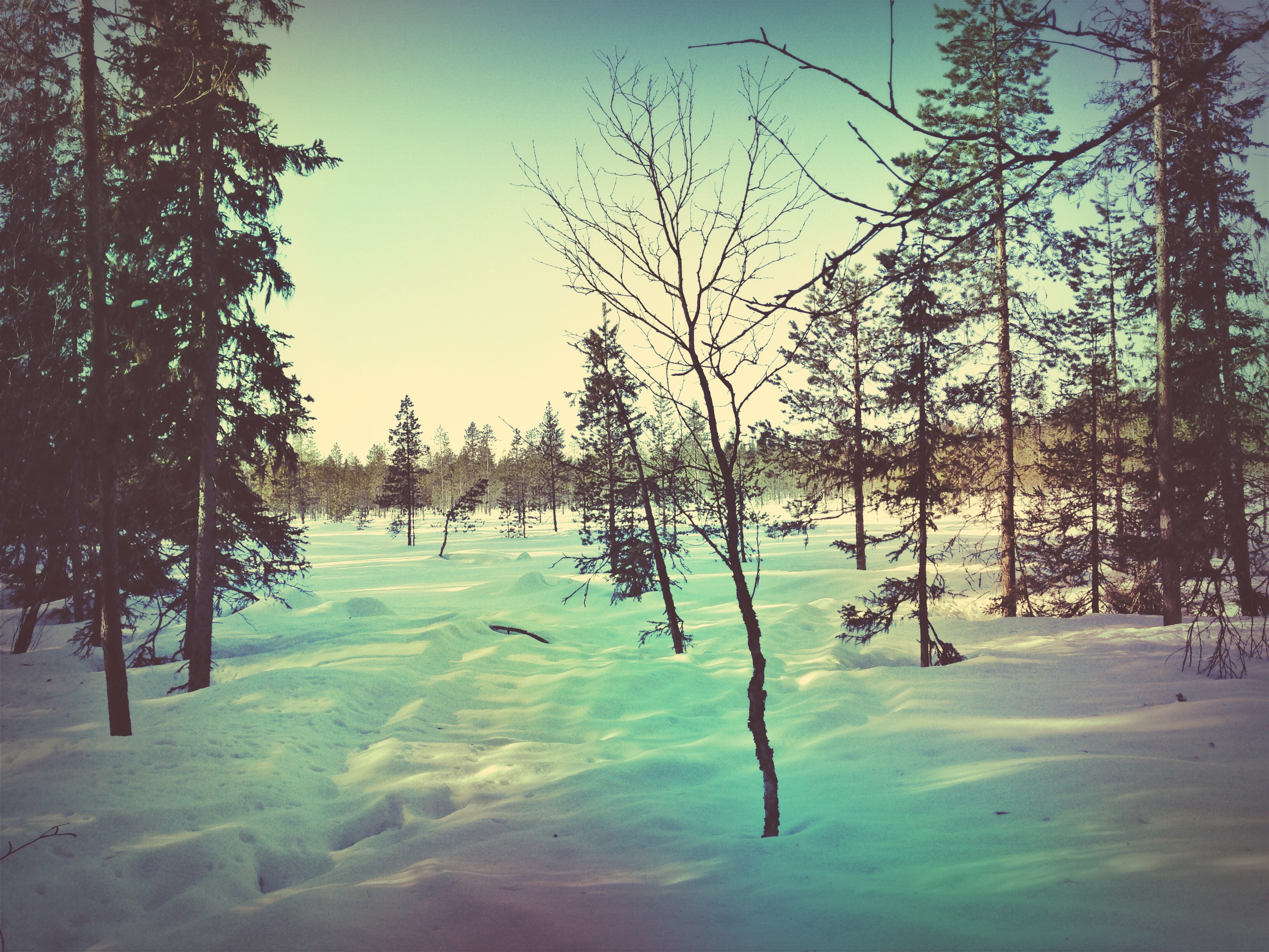 The woods behind our cottage