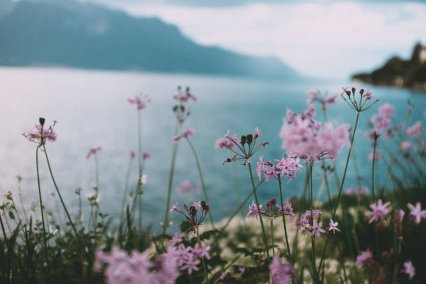 Flowers on the shore of lake geneva
