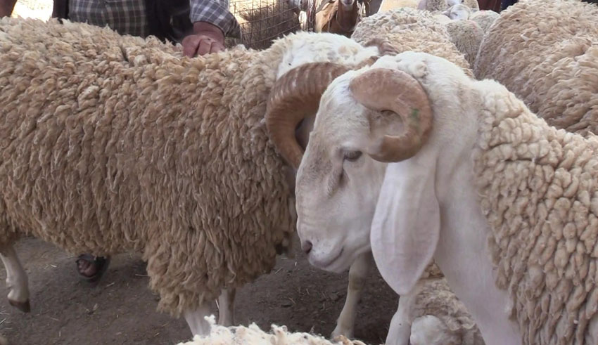Mouton