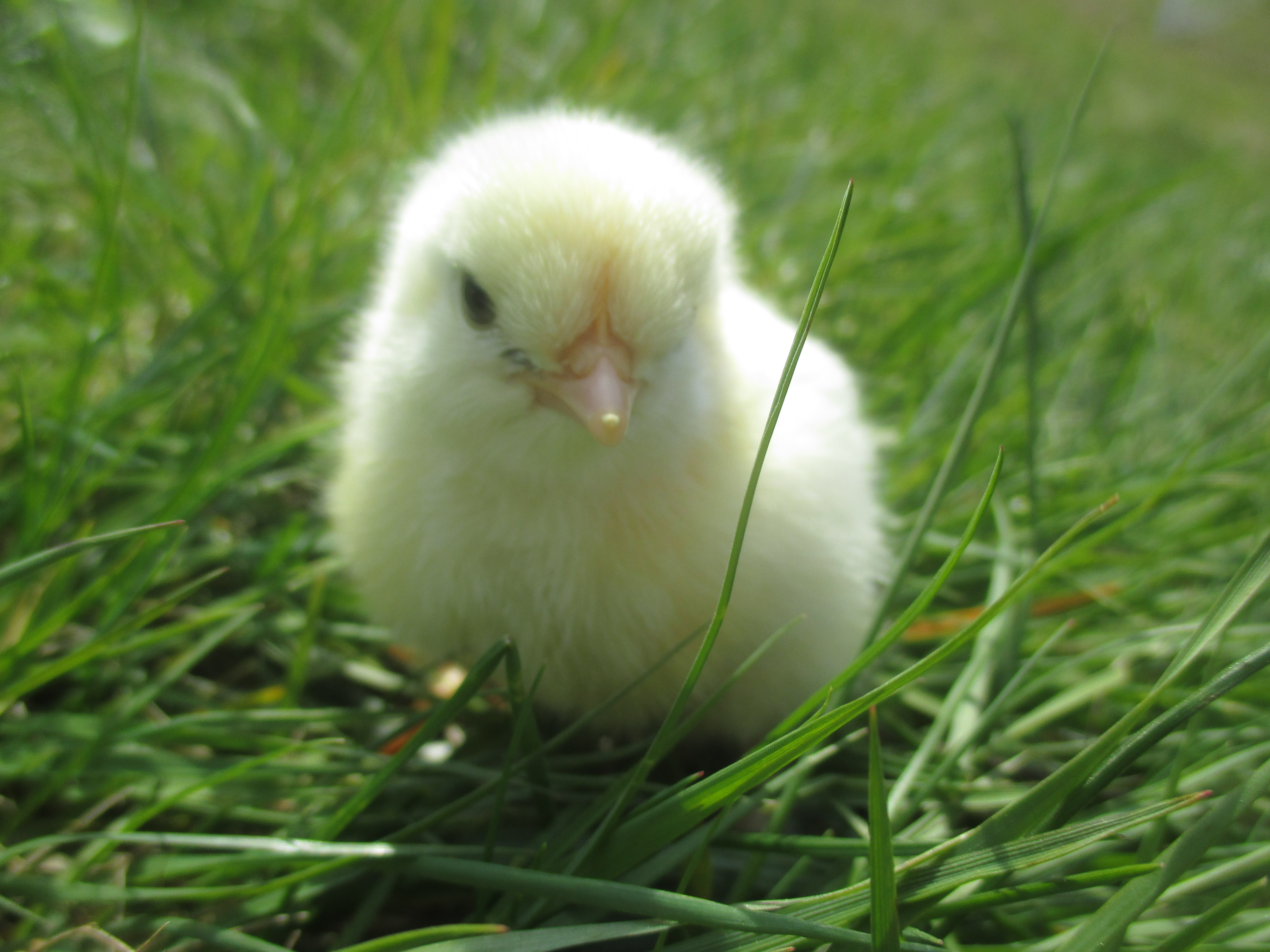 Faith Hatching: God, Depression and Our Broody Hen