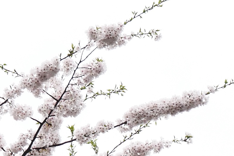 Today S Snapshot Spring Larchmont Loop - Best Geometric Backgrounds in HD