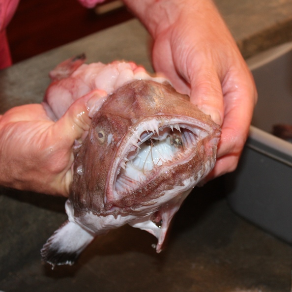 Monkfish