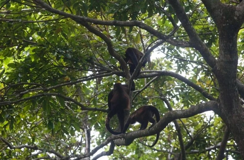 Senasica realiza análisis para determinar causa de muerte de monos: Semarnat