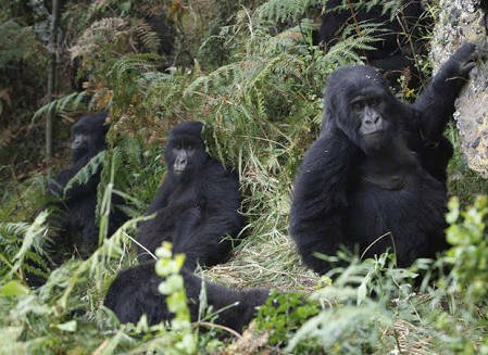 Nord-Kivu : Les touristes britanniques sont libres après paiement d’une rançon 200.000 $ (société civile)