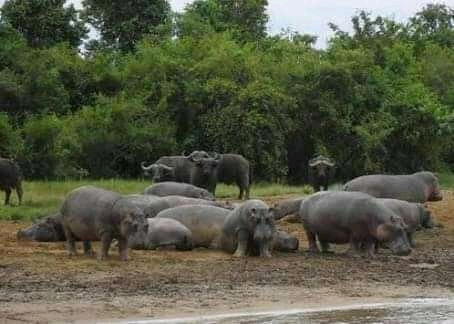 Nord-Kivu : Une nouvelle maladie du charbon détectée dans le Parc National des Virunga