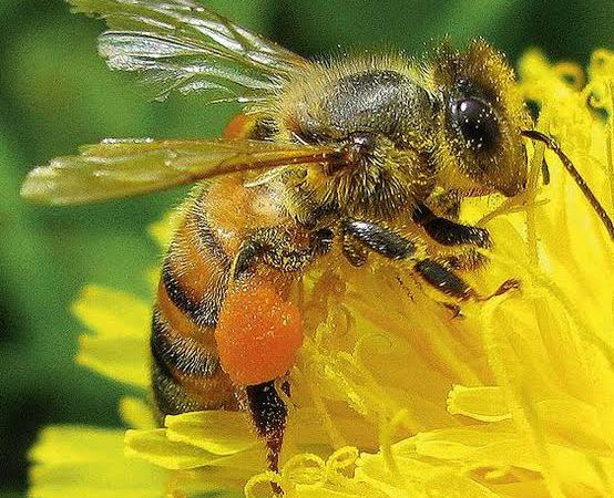 Nord-Kivu : La journée mondiale de l’abeille célébrée sous le thème « Agissons pour l’abeille ».