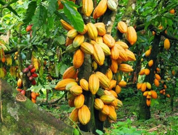 Beni: La suspension des activités de ESCO Kivu fait couler ancres et salives