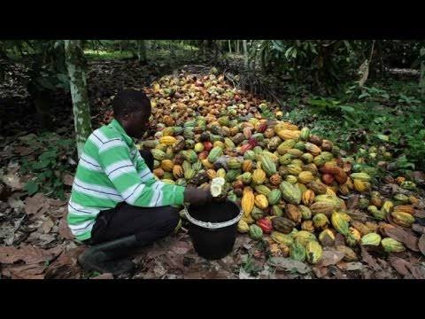 Beni: La suspension de l’achat de cacao en chefferie de Watalinga impacte négativement sur la vie socioéconomique de la population.