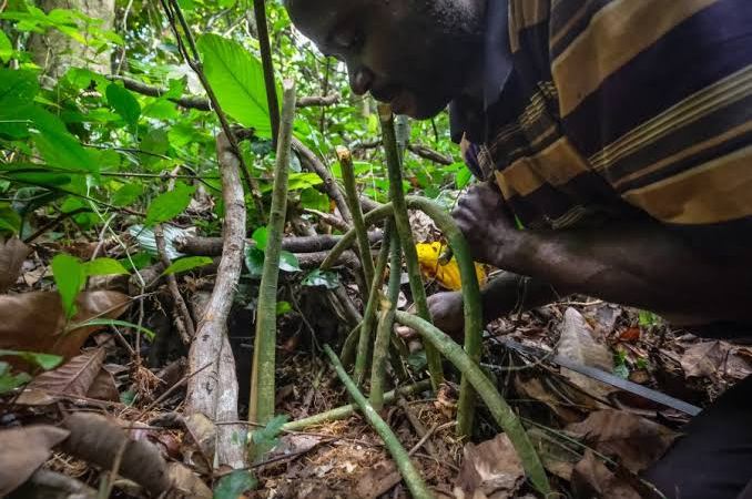 Masisi: Une roquette découverte par un agriculteur dans son champ dans les Bashali