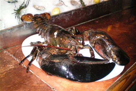 images Biggest Lobster Ever Caught 7 largest lobsters ever captured