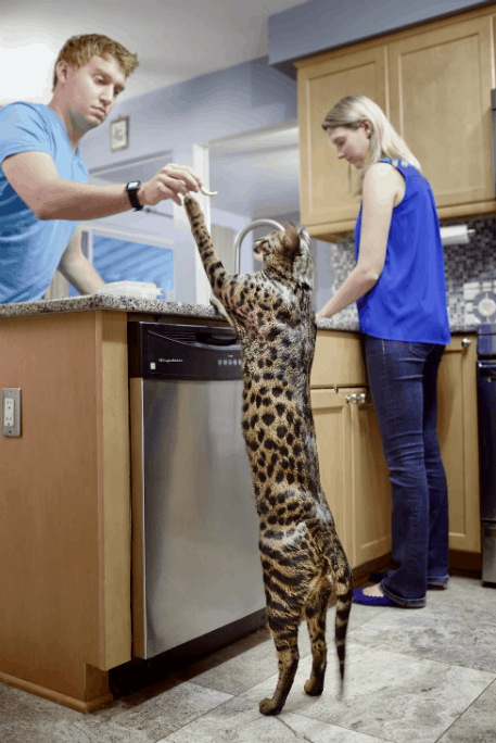 6 largest domestic cats in the world