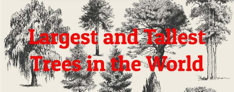 Bbc Earth Tasmania S Giant Ash Trees May Be World S Tallest