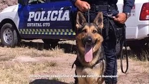 CANINO