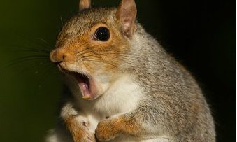 cropped-squirrel.jpg