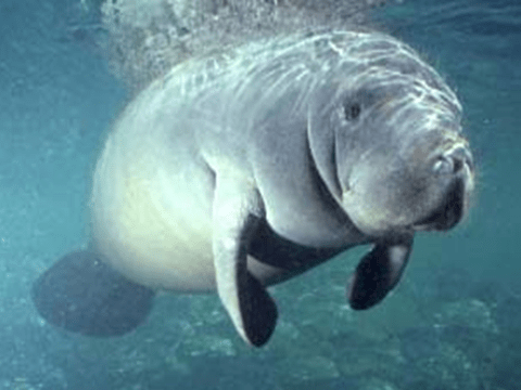 manatee 1