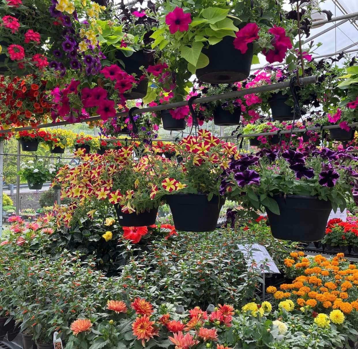 Hanging plants and flowers