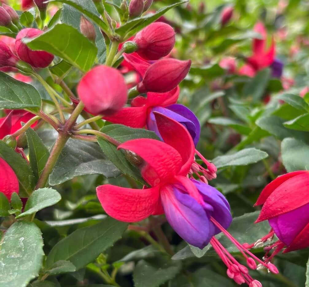 Fushia