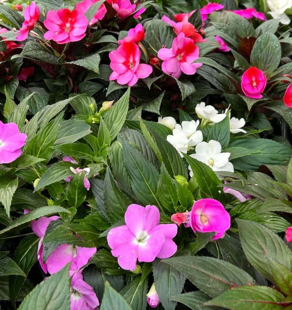 Impatiens