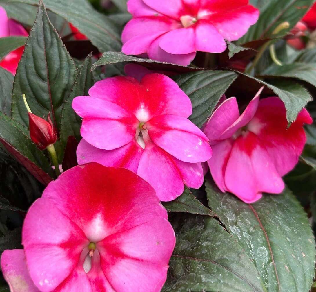 Impatiens