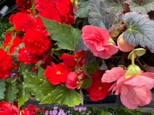 Begonia