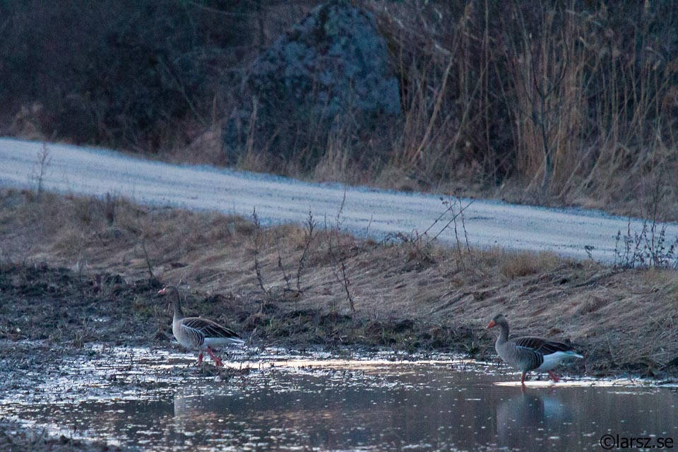 Grågäss ISO6400