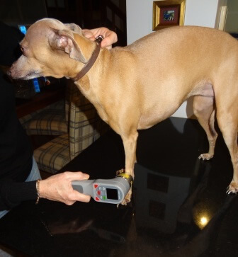 VetLaser 3000 for dogs