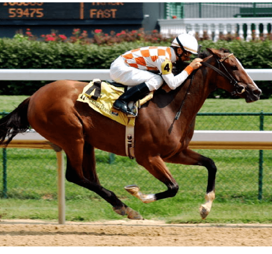 Equine Laser Therapy
