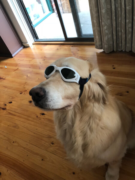 Labrador wearing doggles