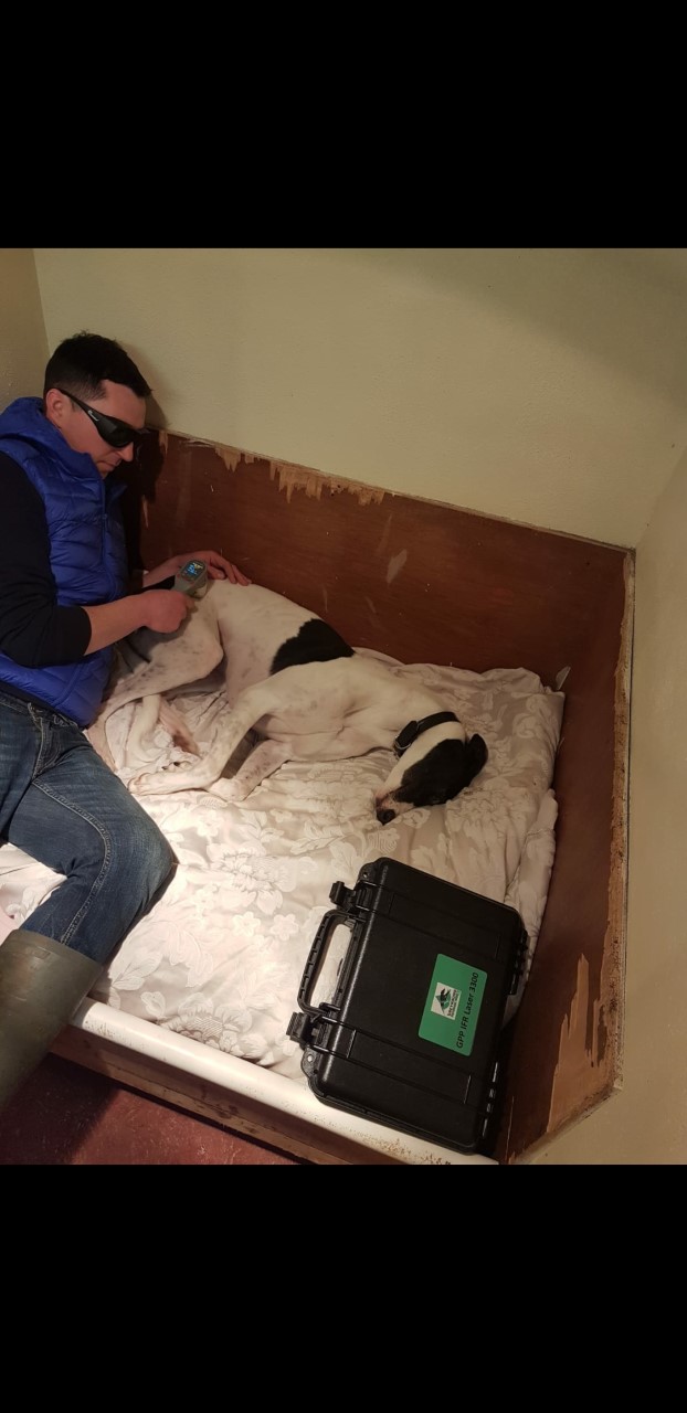 Greyhound treated with Laser 3300 at home