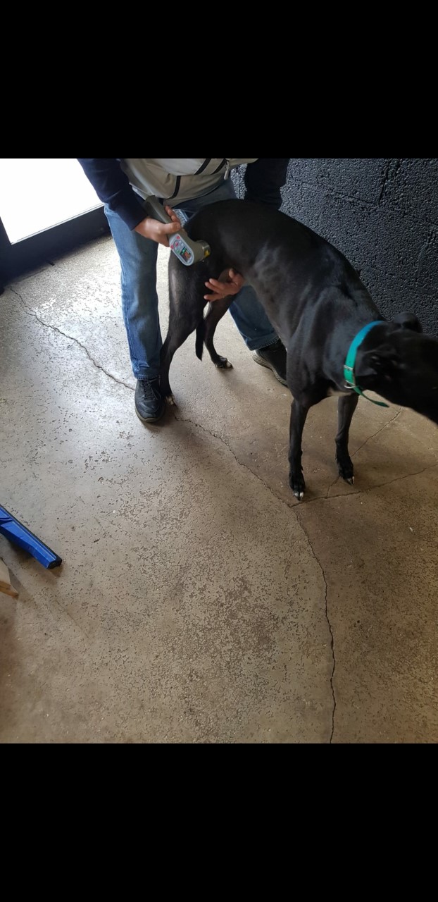 Greyhound treated with Laser 3300