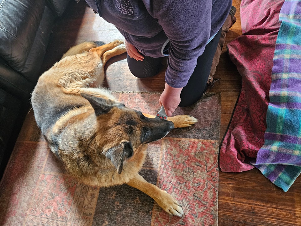 Greyhound Laser 3300