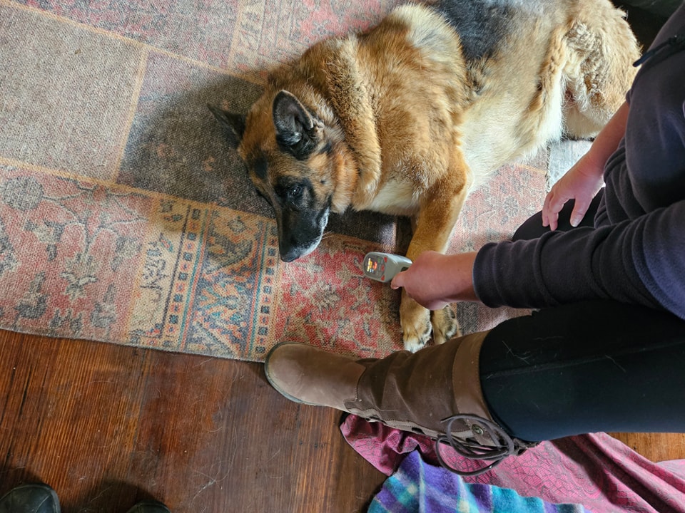 Laser 3300 used on paws