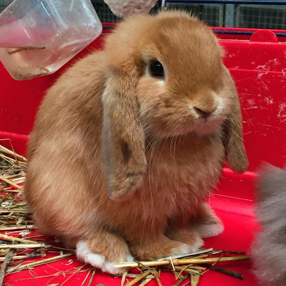 Apollo, Cucciolo coniglio ariete nano fulvo La Stalla dei Conigli ❤️